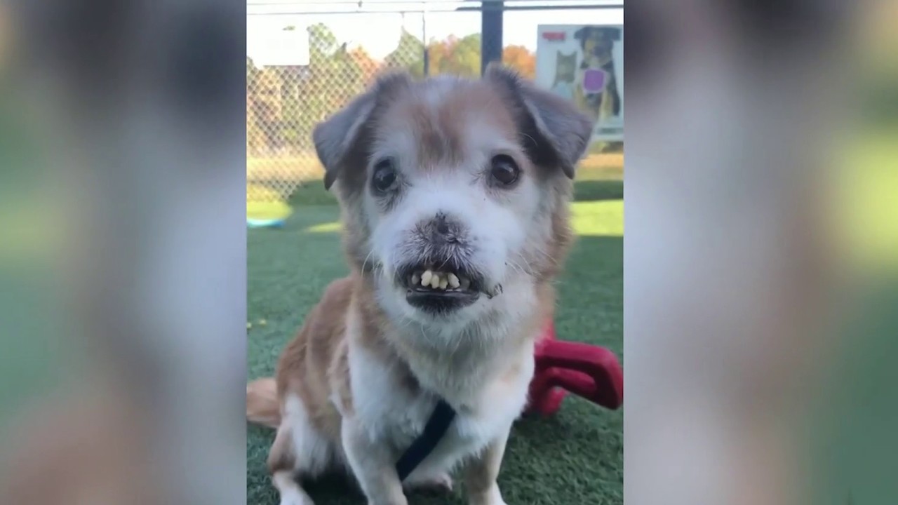 Meet Sniffles, the noseless Florida dog that's warming hearts